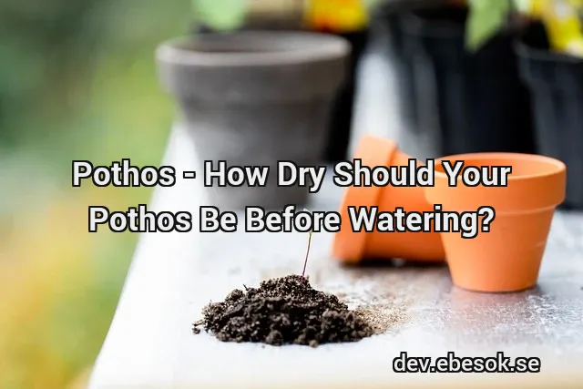 Pothos - How Dry Should Your Pothos Be Before Watering?