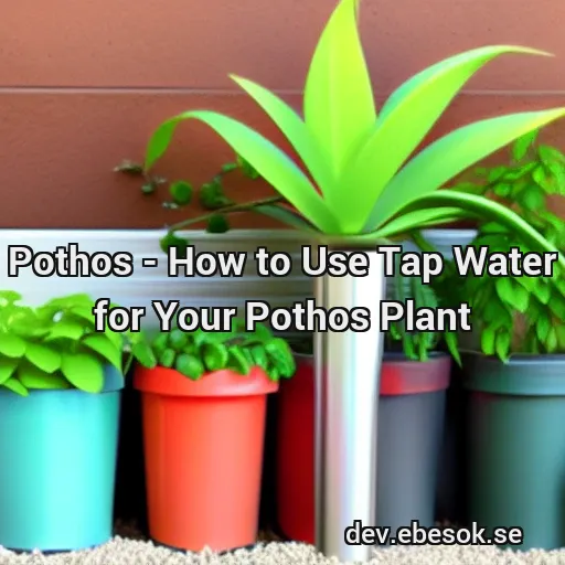 Pothos - How to Use Tap Water for Your Pothos Plant